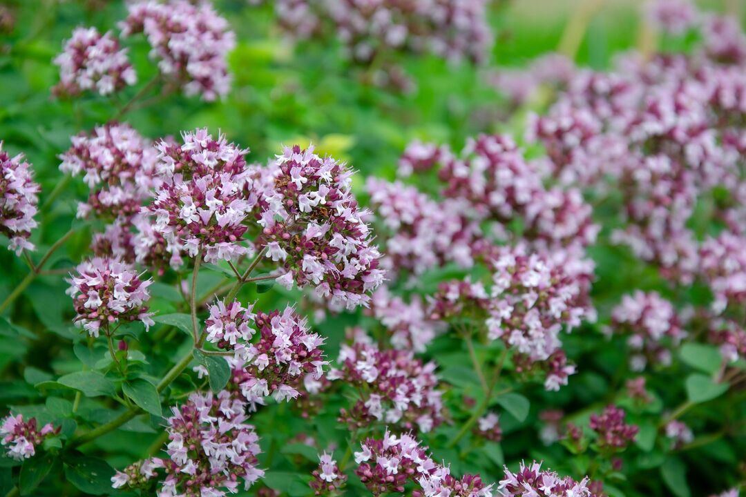 rostlina oregano pro léčbu kandidózy